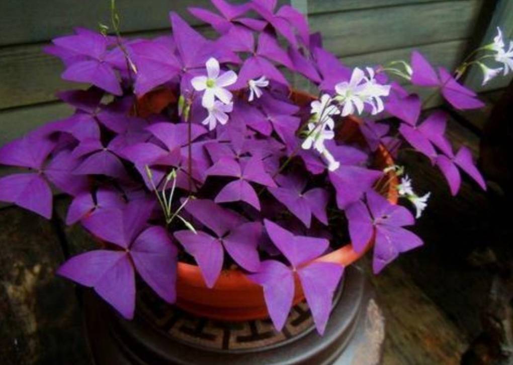 盘点8种 彩叶植物 叶形优美 色泽亮丽 比花还要美 叶子