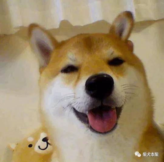 如何挑選柴犬的零食 這些你必須知道 藍藍的懶惰貓