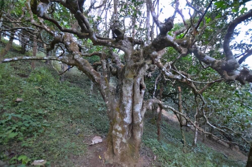 听说西双版纳产区，目前最火的山头普洱古树茶，是这6大茶山！