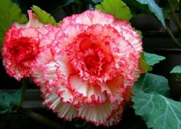 养花试试这几款 花开繁盛花香怡人 个个开成大花球 美爆阳台 桔梗