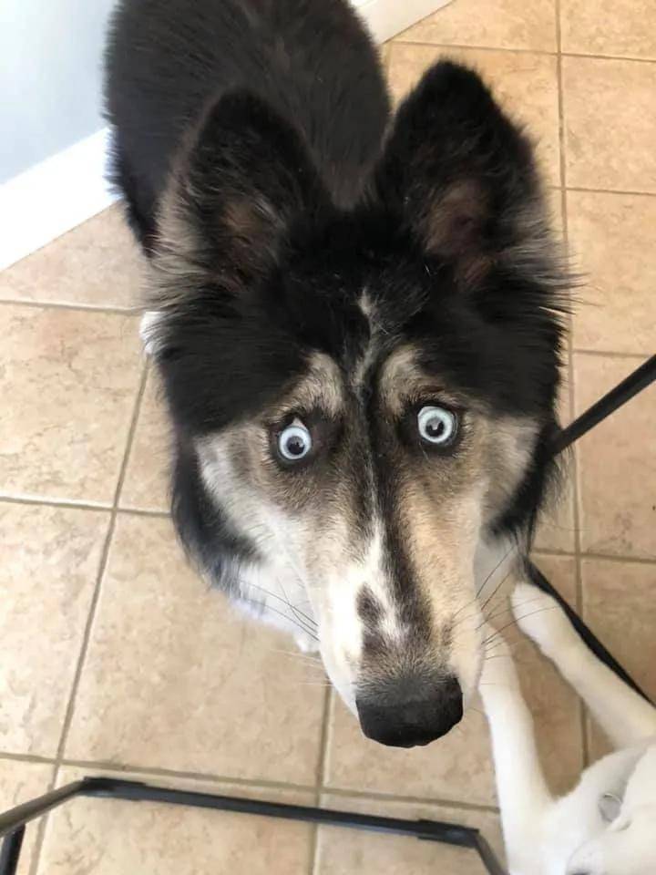 史上最"傻"哈士奇,天生斗鸡眼惨遭抛弃,结局却暖爆了