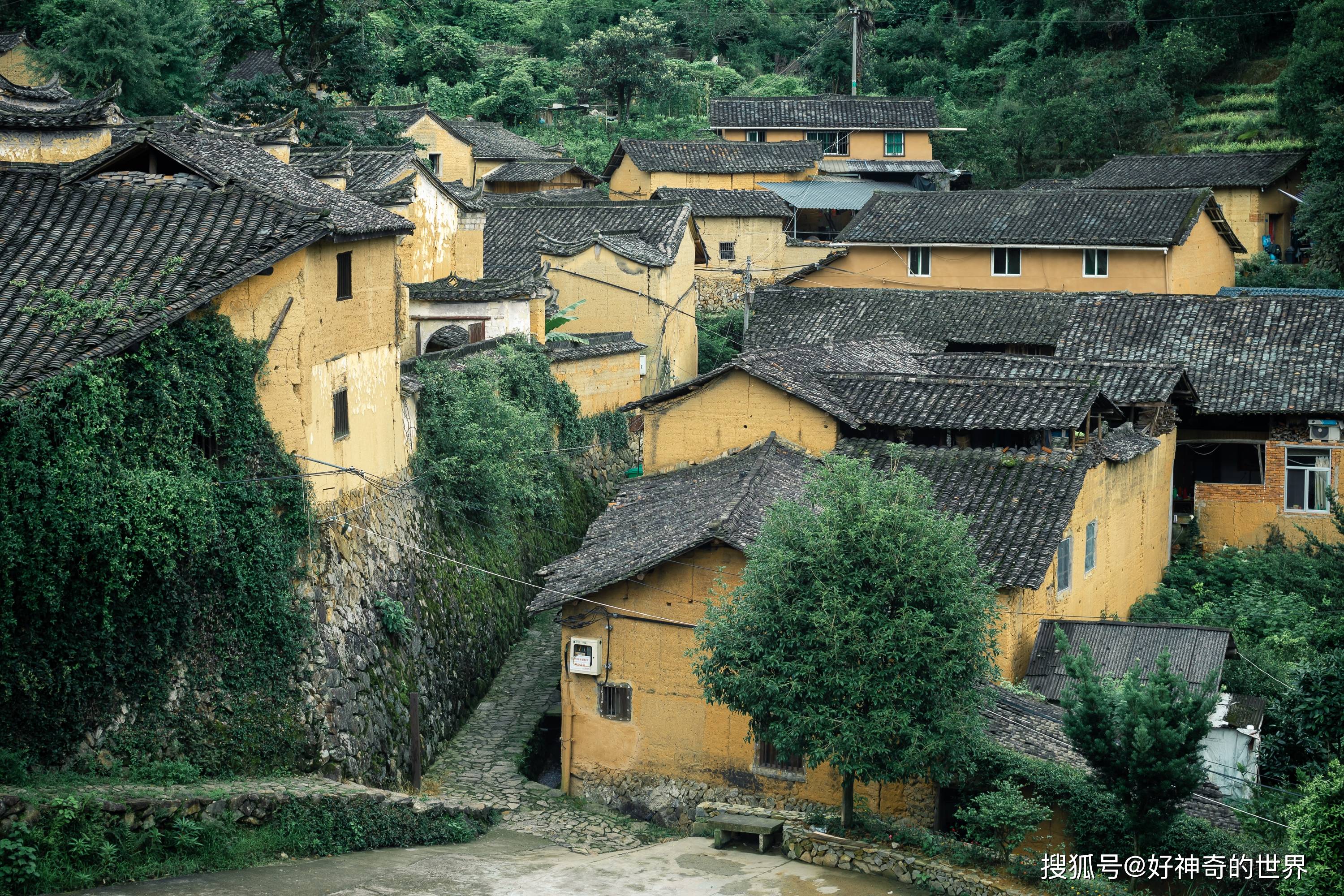 以古树命名，景美还辈出人才，浙江这个小山村隐秘却成旅游打卡地