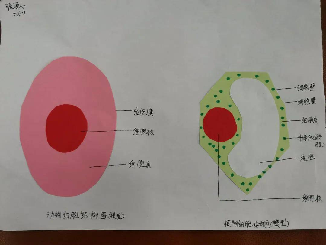 张店五中初一生物开展 动植物细胞模型制作大赛 活动 能力