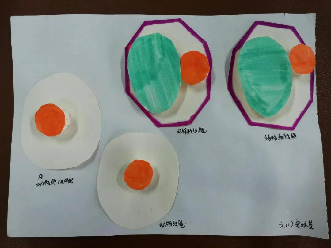 張店五中初一生物開展動植物細胞模型製作大賽活動