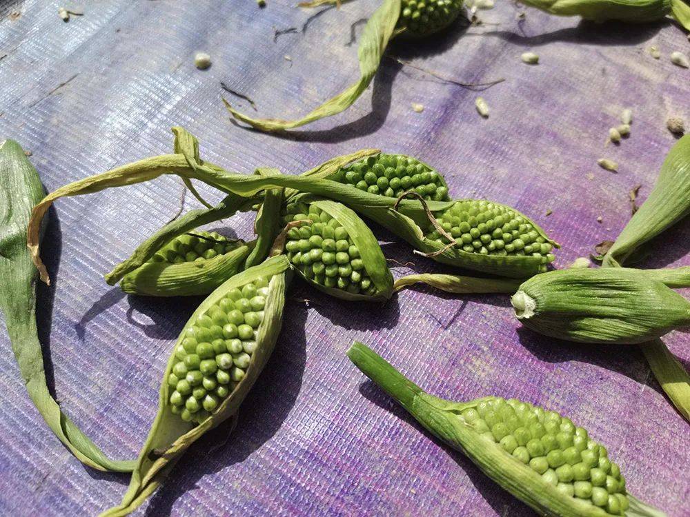 (天南星的果实,像不像玉米?