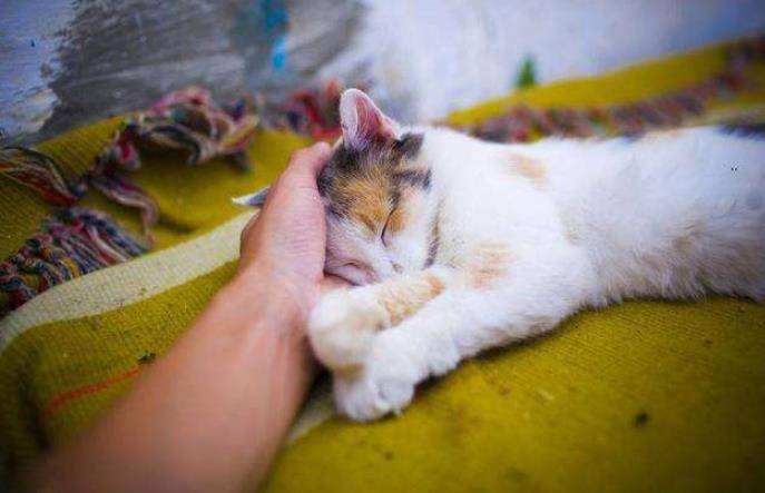 猫咪怎么才粘人 d3b8fed3d2b24db9becac4cce7f232d0.jpeg