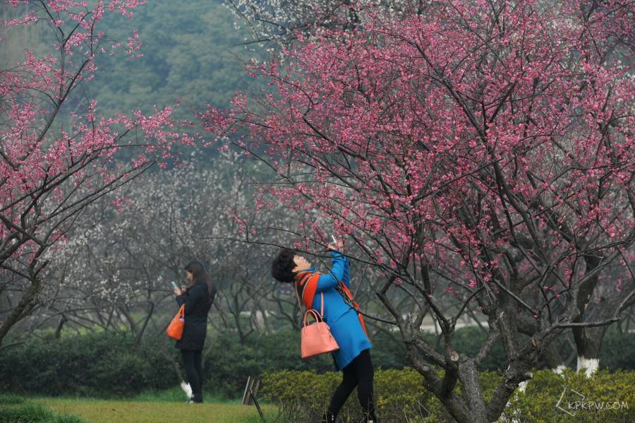 又入超梅季，在“浙”过大年 第十三届杭州超山梅花节如约而至！
