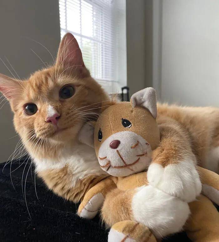 网友送了猫一个玩具，猫看完立刻蒙圈了