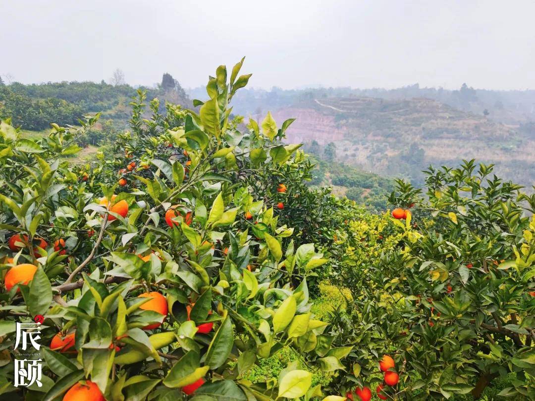 辰颐物语塔罗科血橙四川资中血橙赤橙真心鲜嫩脆甜