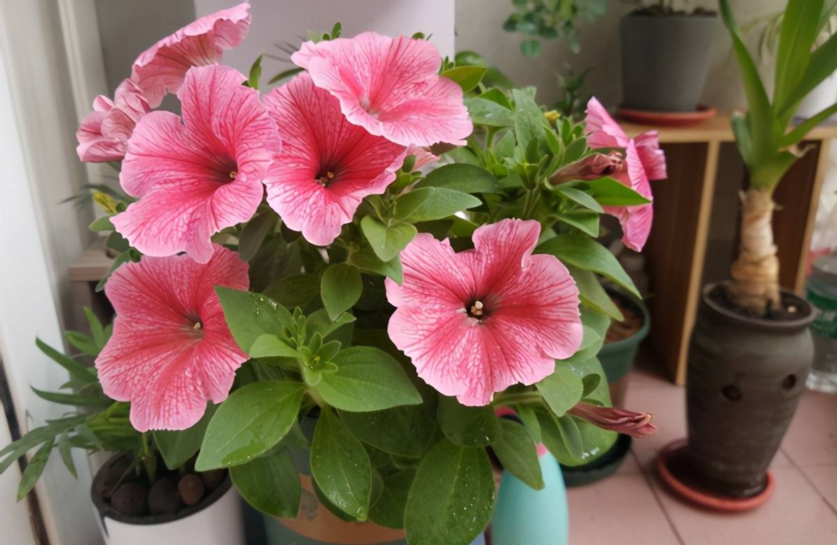 怎么让盆栽花草平安度过冬日 着重这4点可顺利迎来暖春 植物 怎么让盆栽花草平安度过冬日 着重这4点可顺利迎来暖春 植物