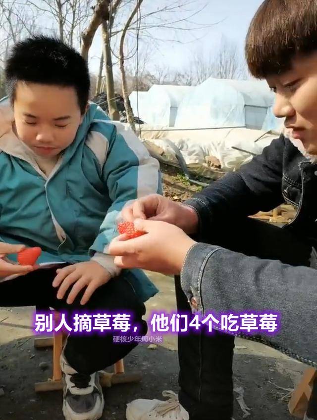 湖北襄阳：4名男子去摘草莓，50元一斤嫌贵，“当场吃了10斤”