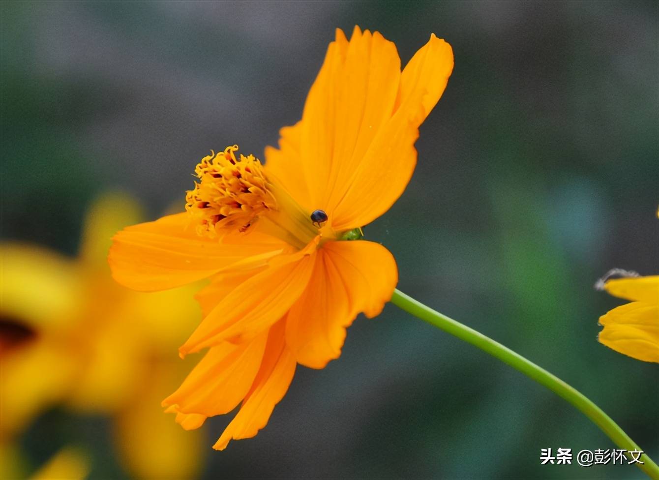 如何区分增值税“视同销售”和“无抵扣进项税”两种情况?