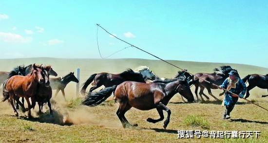 内蒙古草原的马都被烙印？游客感到惋惜，牧民：这是身份的象征