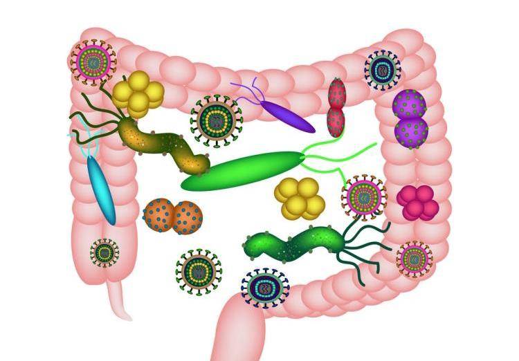 肠道微生物在多动症中的作用