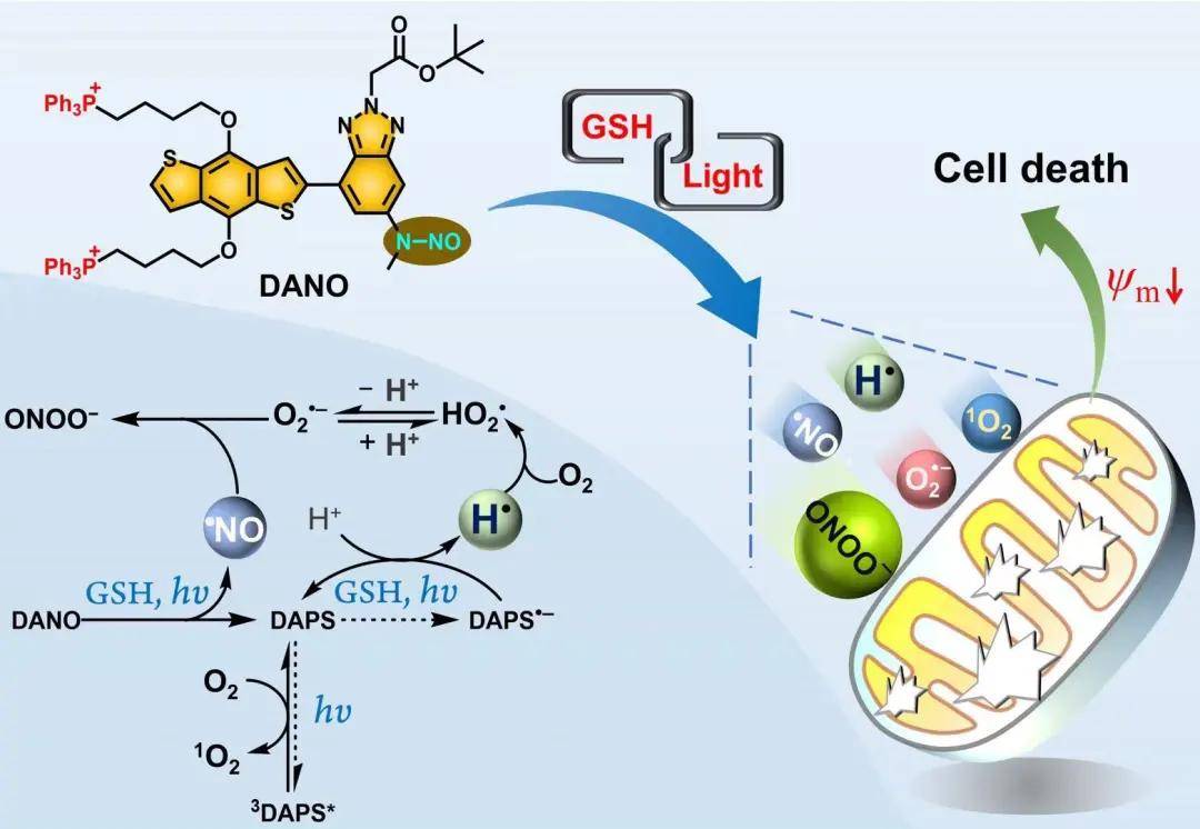 南大馮福德團隊在一氧化氮和氫自由基級聯的光動力治療研究獲進展