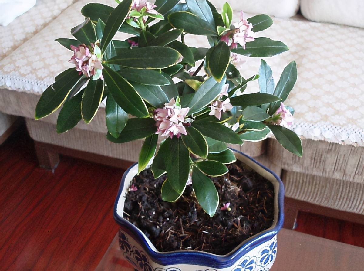 原创临近年关盆栽金边瑞香不愿花苞提前脱落就抓牢这4方面吧