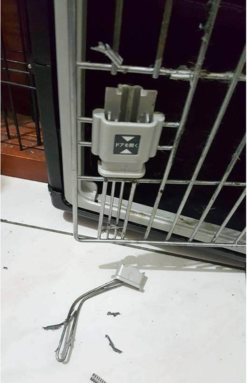 新買的鐵籠慘遭毒手，主人看了柴犬一眼，柴犬卻露出一副不屑的表情 萌趣萌寵 第3张