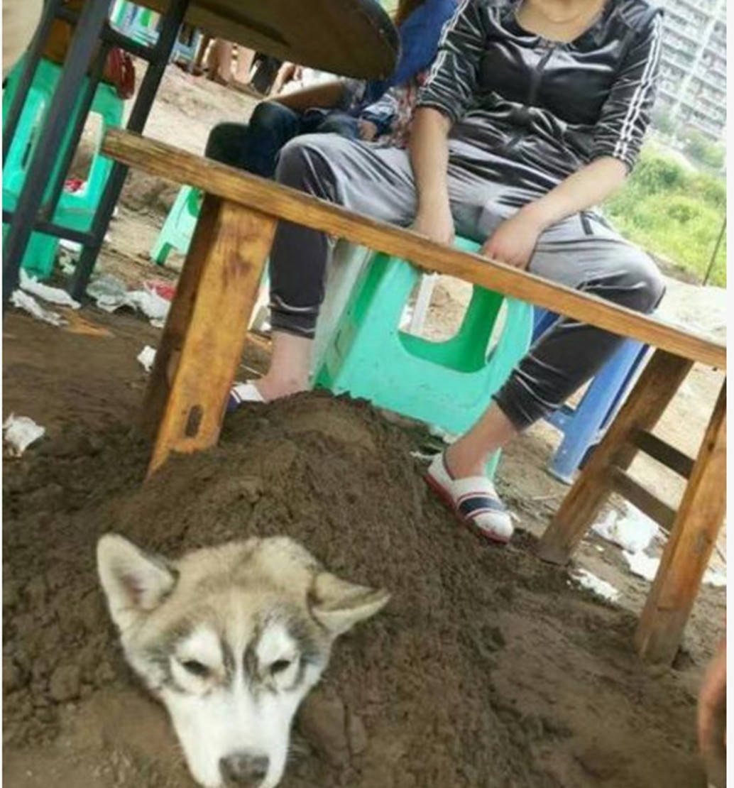 二哈調皮惹怒主人，主人氣得將它活埋了，P照發朋友圈慘遭謾罵 萌趣萌寵 第2张