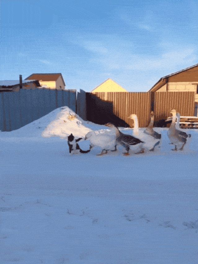 639_848竖版 竖屏gif 动态图 动图