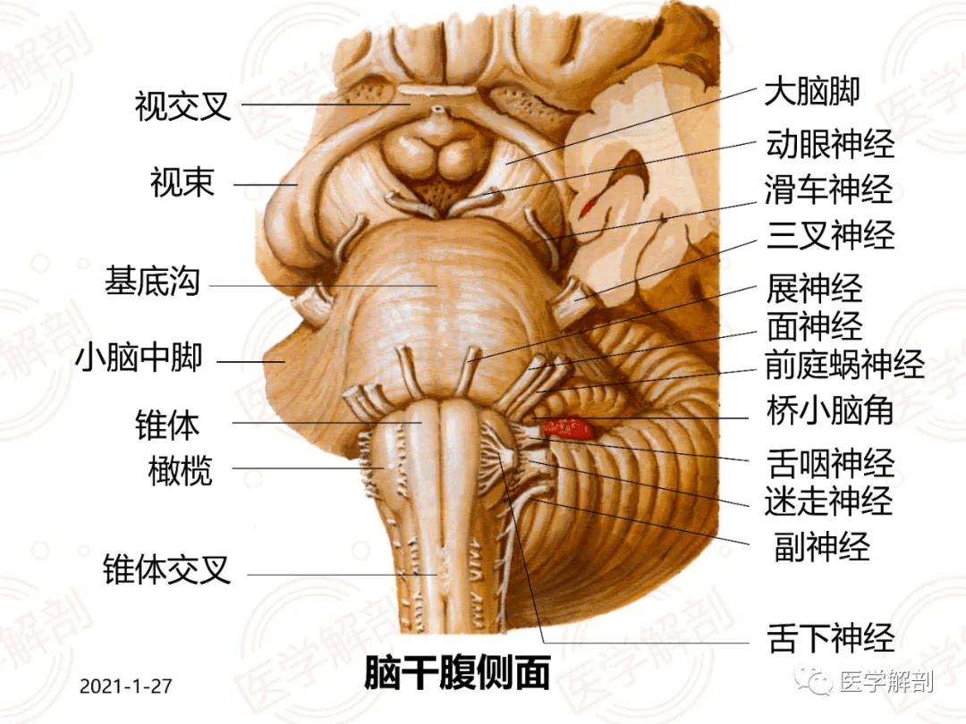 腦幹解剖及相關臨床綜合徵