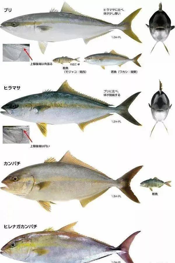 日本特色美食中的鰤鱼 你知道一条鰤鱼有多大吗 平政