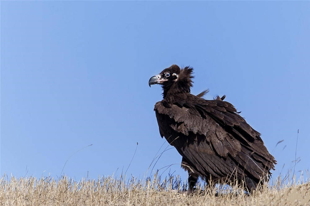 嵩山曾出现半人高的怪鸟，常捕食村民的羊，身后总有一群乌鸦跟着