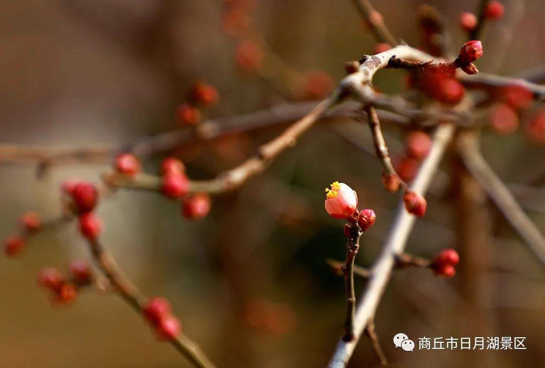 商丘市日月湖景区万物复苏的时刻要来了！