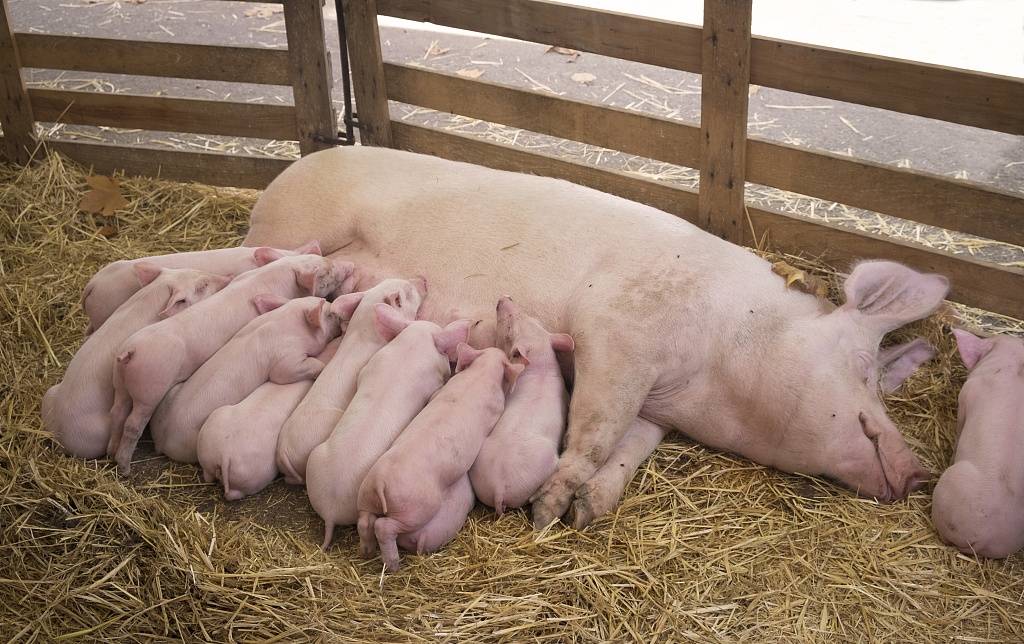 母猪吃什么奶水才多母猪怎样产仔多母猪养殖达人给您分享母猪自制饲料