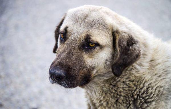 成语农什么蛇_成语故事图片(2)