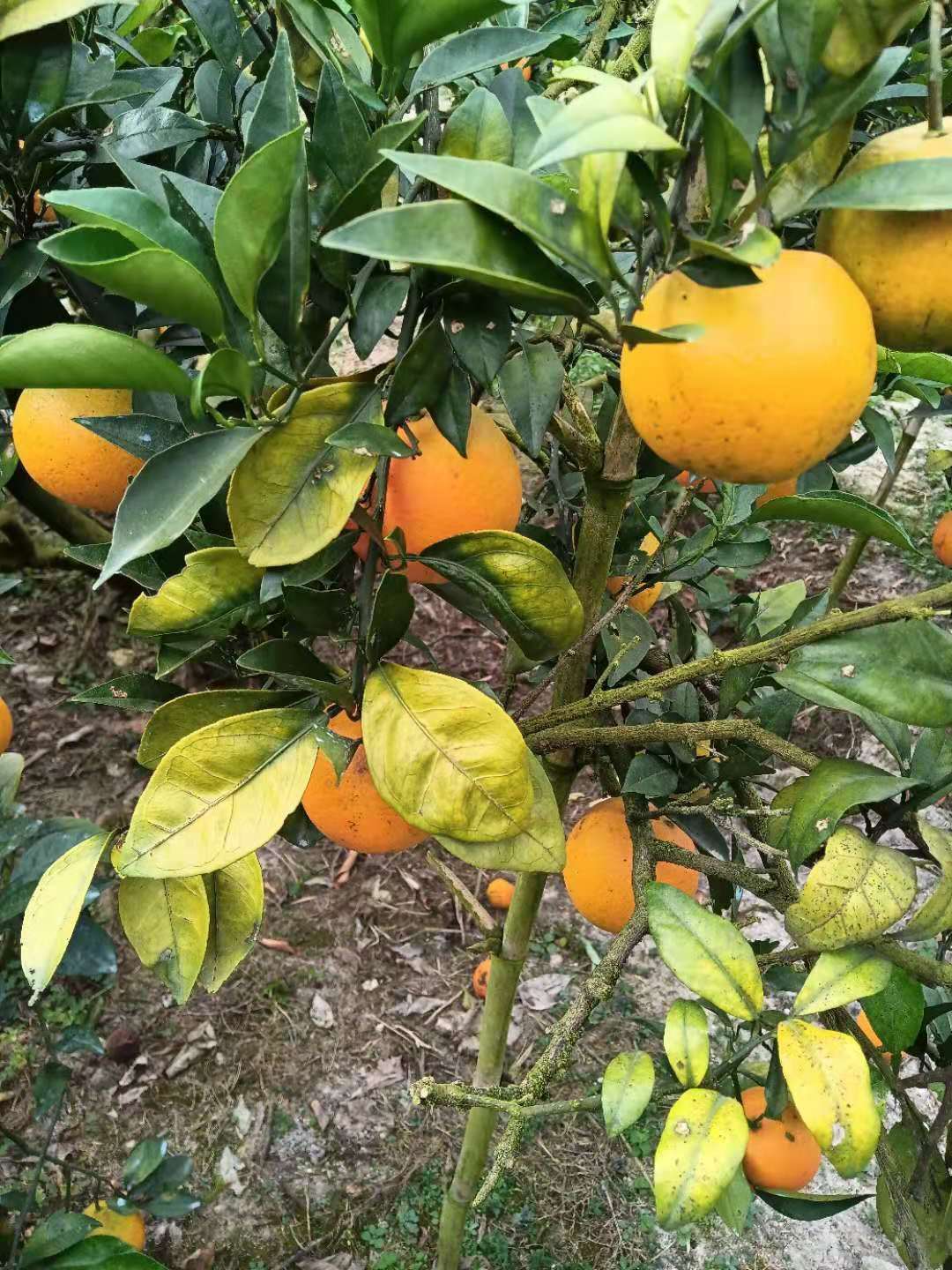 柑橘黄化失缺素吗?柑橘黄化对症用药