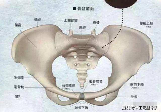 13當骨盆,脊柱錯位後,本來間隙就很小的椎間孔,首先變形,周圍肌肉