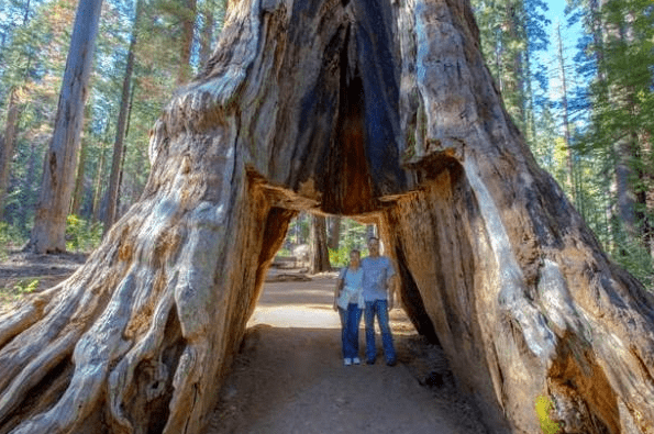 世界上“最惨的树”，树龄上千年，却被做成大树隧道而倒塌