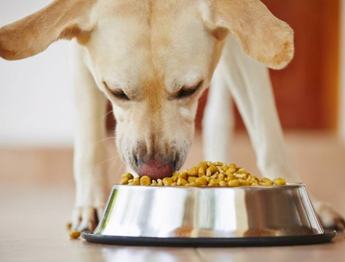 如何给狗狗喂肉更健康 d5baac63b2e74a4a8f80769c6c1a23c5.jpeg