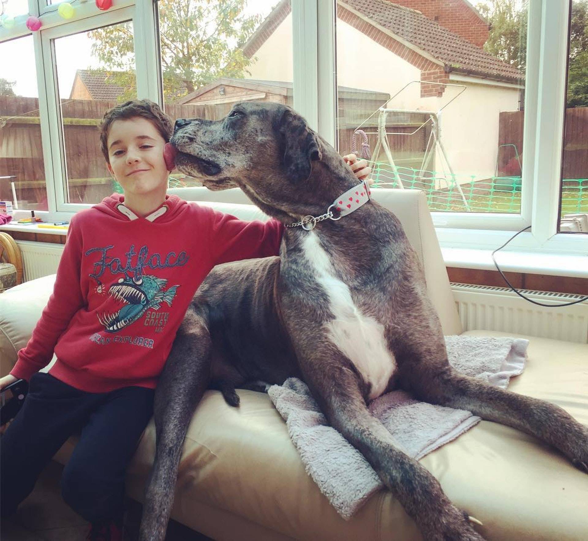 全球最高的狗狗去世8岁已算长寿主人分享它小时候的秘密