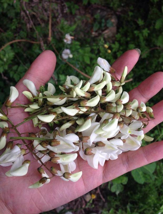 原创5月槐花香这种槐花再香也别吃你知道吗