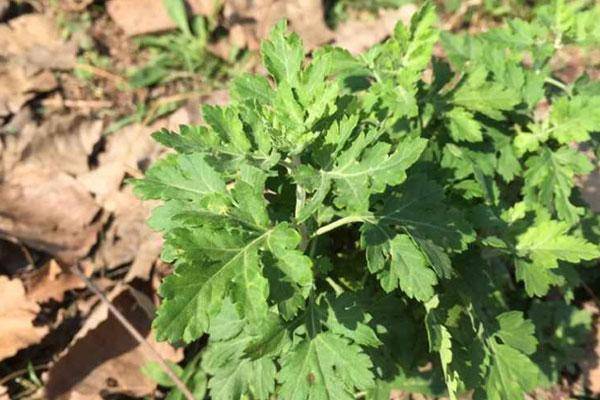 俗语 家有三年艾 郎中不用来 是什么意思 艾叶有何妙用 一定的