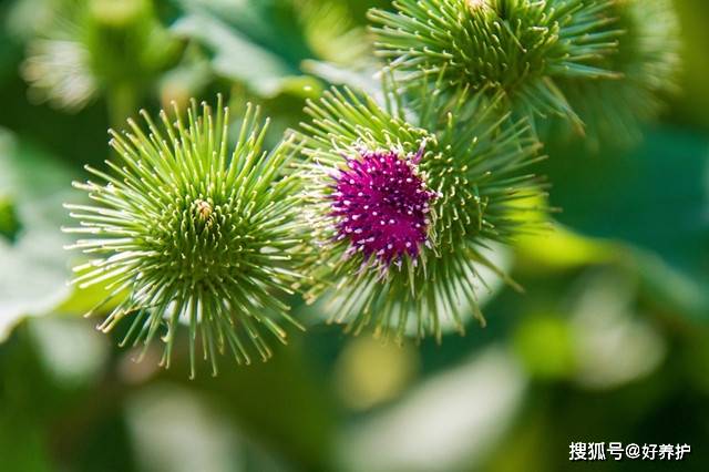 生命力顽强的 牛蒡花 花开灿烂 还会自我保护 紫红色