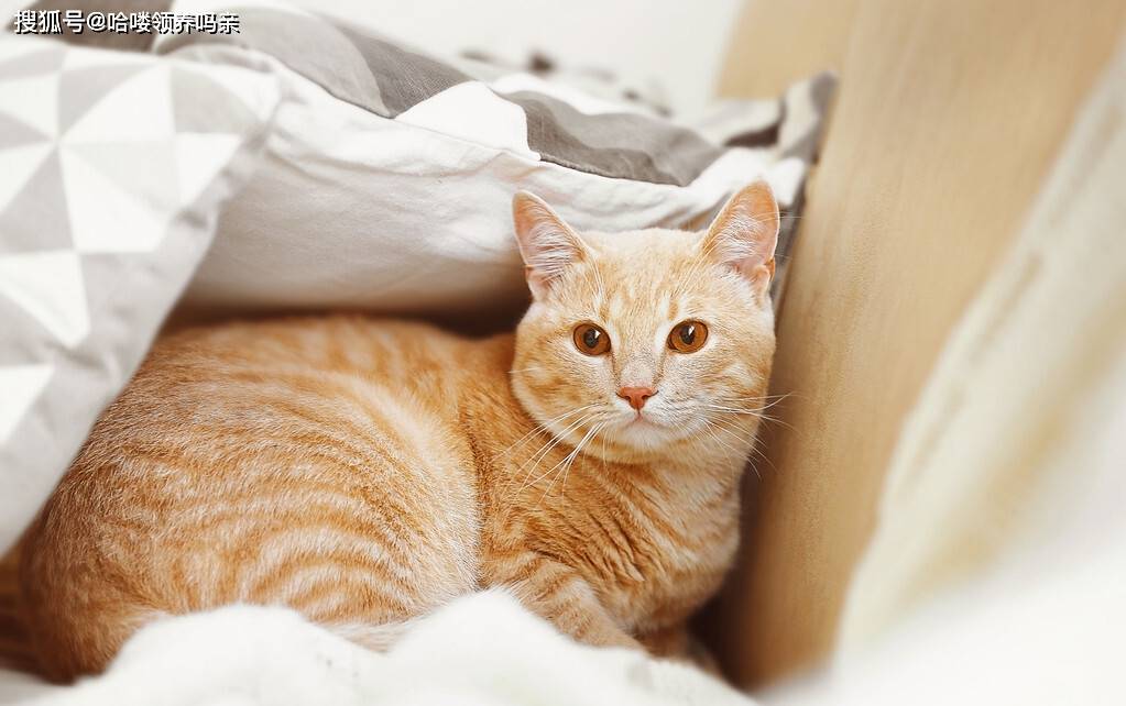 养橘猫是什么样的体验 十个铲屎官里就有两个养大橘 大橘为重啊 猫咪