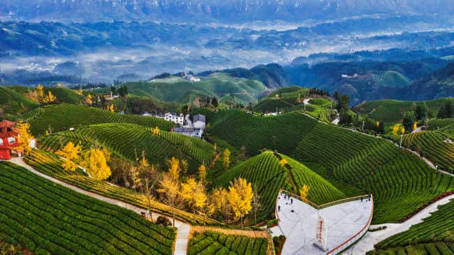 美轮美奂“世界茶谷”鹤峰木耳山茶场(美图)