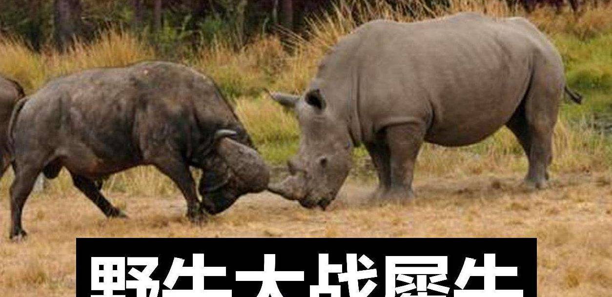 原创1000斤野牛遇上2头4000斤犀牛,一场大战即将展开,下一秒请憋住