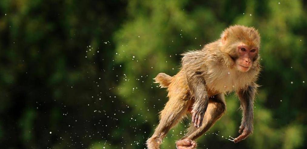 人们给猴子准备“大惊喜”，猴子直接吓到起飞，变成“窜天猴”！