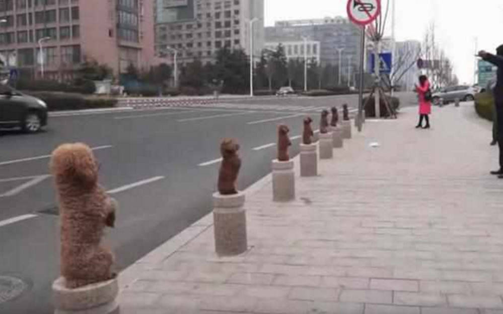 大爺養的泰迪「很拉風」，街頭一站吸粉無數，網友看了狂點贊 萌趣萌寵 第4张