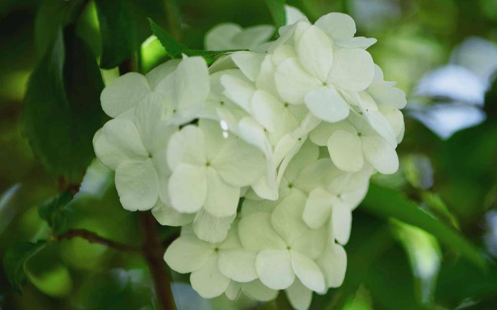什么叫做桃花疯 49e1bd765a6d40b881464f963126ff63.jpeg