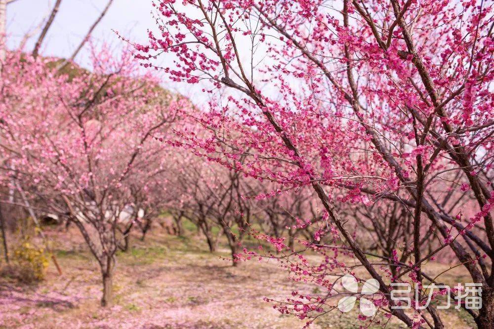 梅苞初绽，苏州上方山梅花春节进入观赏期