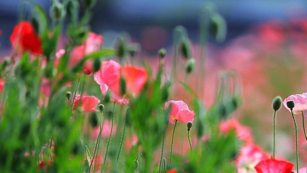 什么叫做桃花疯 fa861d08fe864927a8be4882c71247a0.jpeg