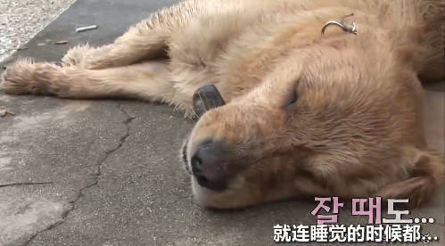 金毛睡覺時都叼著石頭不放，主人很擔心，知道原因後笑噴了 萌趣萌寵 第2张