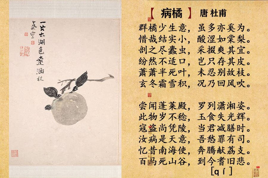 给孩子们赏析古典诗词里的柑橘四