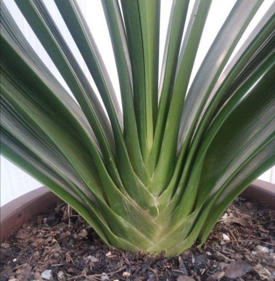 君子兰开完花,叶子松散状态差,补上"1种肥",株型紧凑饱满