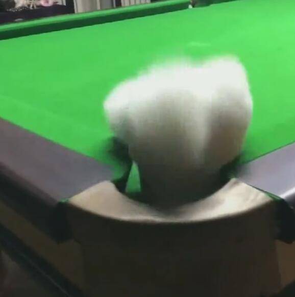 小狗不小心踩到洞裡，一頭扎進球洞中，抓起來時懷疑狗生！ 萌趣萌寵 第3张