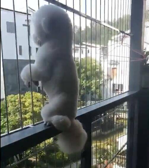 貴賓犬爬防盜網，變身成猴子，這個姿勢也沒誰了！ 萌趣萌寵 第4张